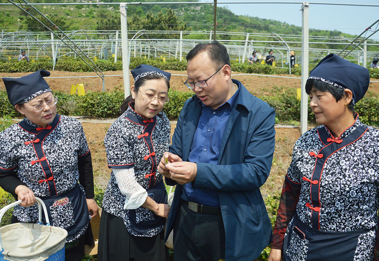 海阳步鹤山茶业基地